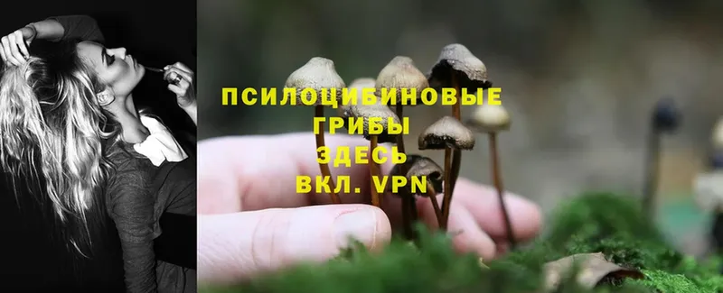 Псилоцибиновые грибы Cubensis  закладка  Владикавказ 